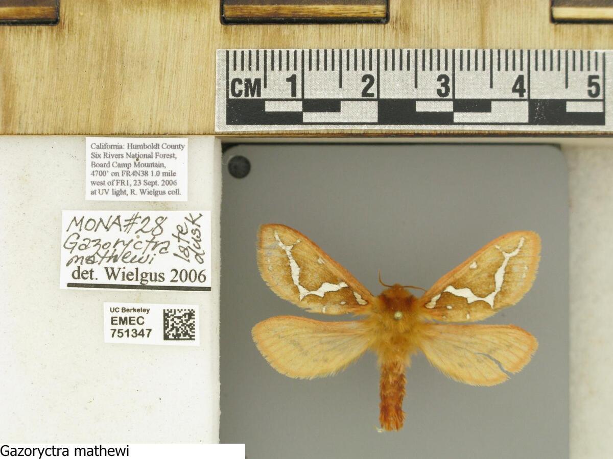 gazoryctra mathewi moth