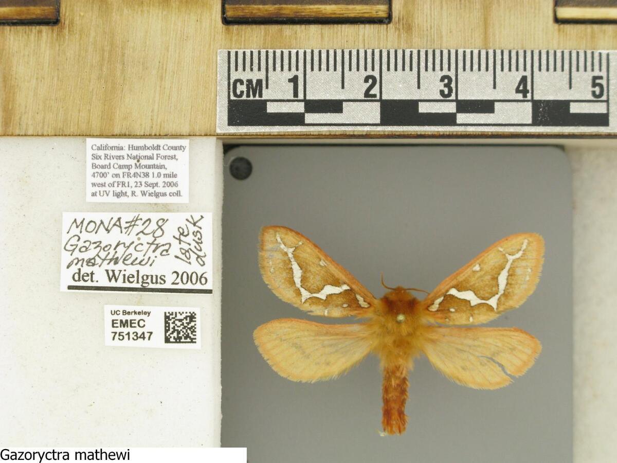 gazoryctra mathewi moth gazoryctra mathewi moth