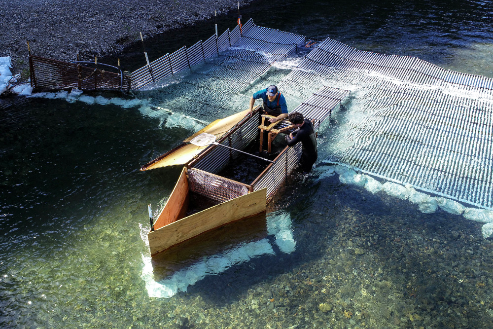 Gabe Rossi and postdoctoral researcher Phil Georgakakos research salmonids 