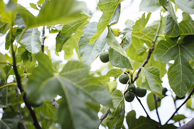 ripening figs on a tree