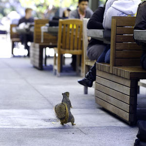 squirrel perusing an outdoor campus cafe