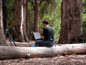 student working on laptop in a eucalyptus grove