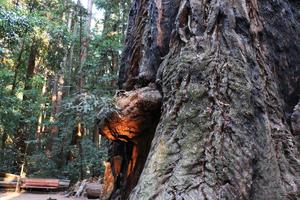 "bear" emerging from a redwood in Henry Cowell State Park