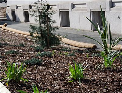 Work crews are installing straw wattles to prevent mulch from escaping from this bed.
