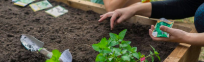 Planting seeds in a garden bed