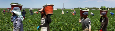 Agricultural workers in a field